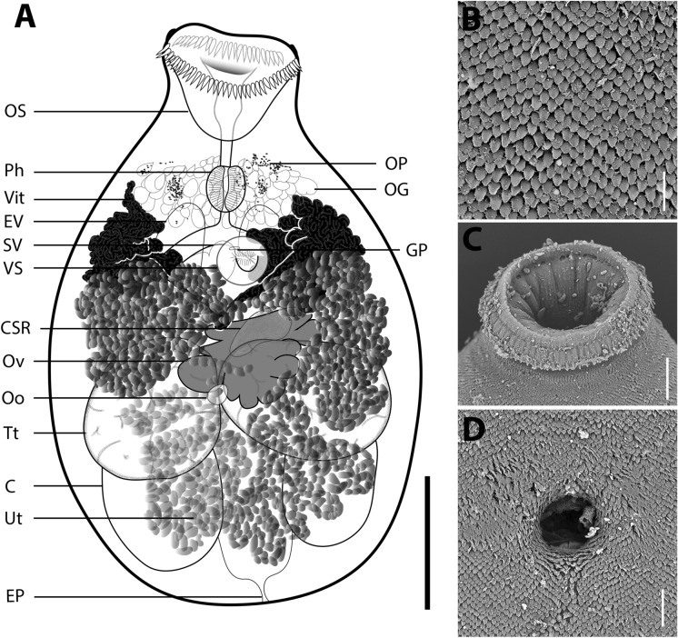 A new species of Siphoderina Manter, 1934 (Digenea: Cryptogonimidae) infecting the Dory Snapper Lutjanus fulviflamma (Teleostei: Lutjanidae) from the east coast of South Africa.