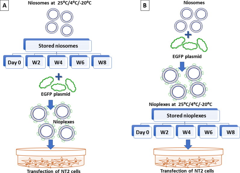 Stability of polymeric cationic niosomes and their plasmid DNA-based complexes as gene delivery carriers.