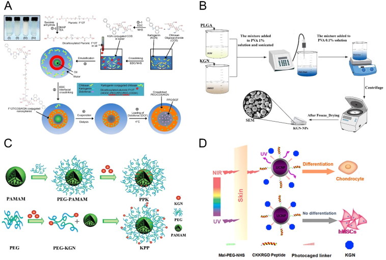 Kartogenin delivery systems for biomedical therapeutics and regenerative medicine.