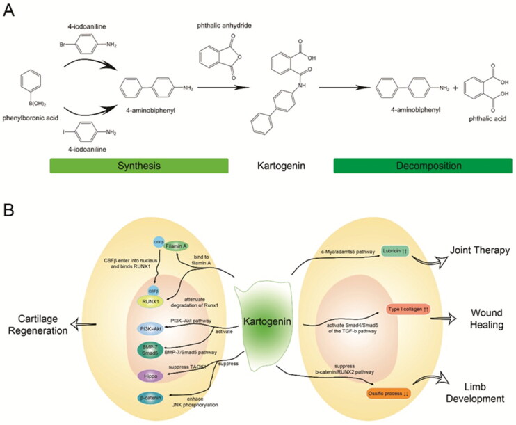 Kartogenin delivery systems for biomedical therapeutics and regenerative medicine.