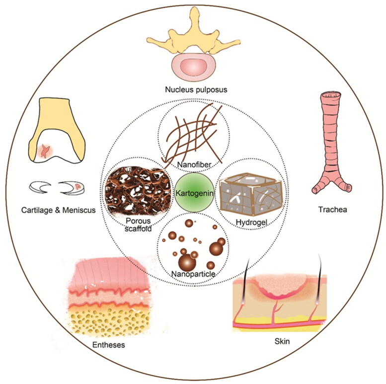 Kartogenin delivery systems for biomedical therapeutics and regenerative medicine.