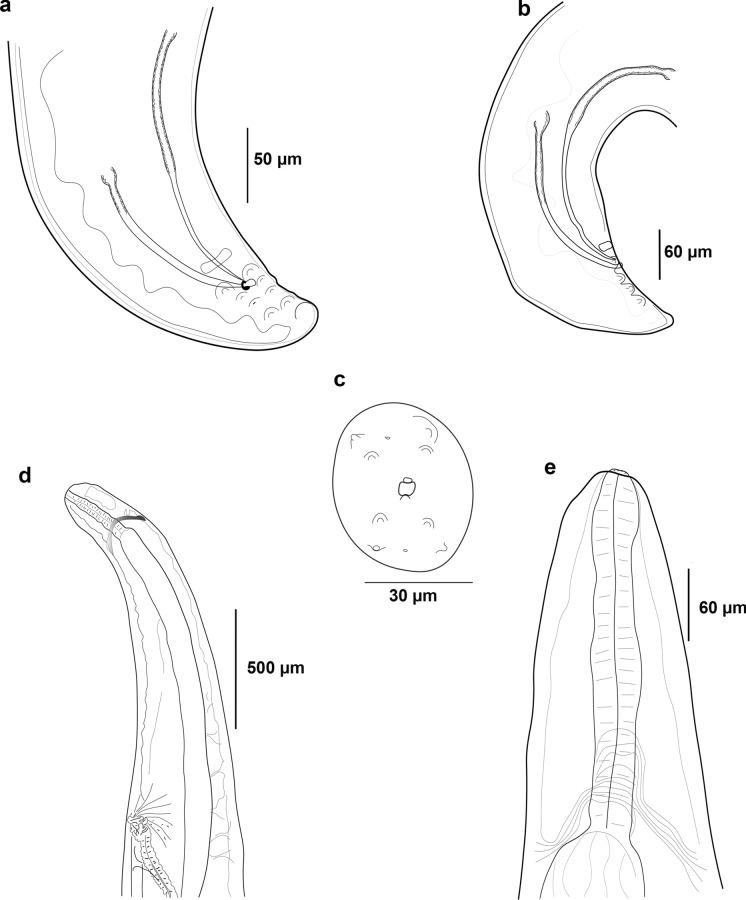 New species of Foleyellides (Nematoda: Onchocercidae: Waltonellinae), parasite of Lithobates brownorum (Amphibia: Ranidae) from South-eastern Mexico and genetic barcodes of the Mexican species of the genus.