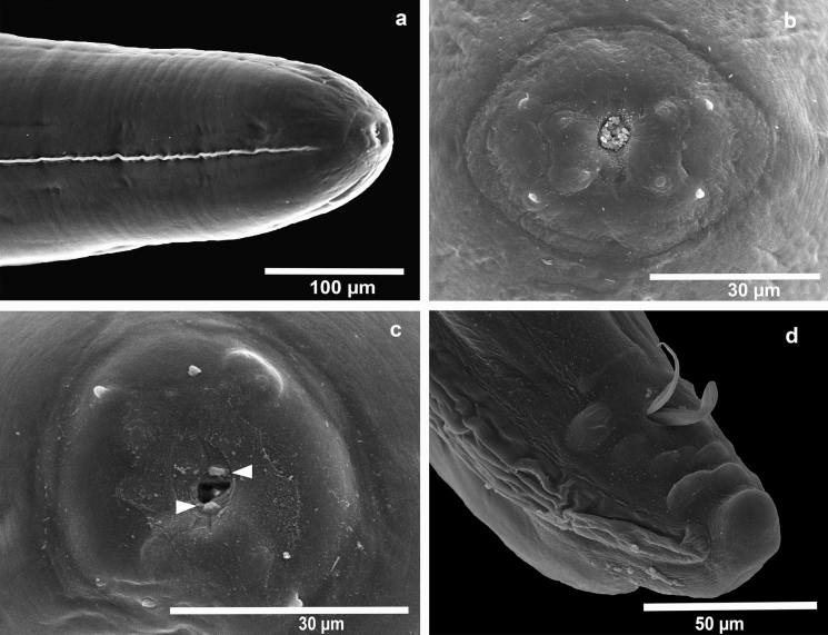 New species of Foleyellides (Nematoda: Onchocercidae: Waltonellinae), parasite of Lithobates brownorum (Amphibia: Ranidae) from South-eastern Mexico and genetic barcodes of the Mexican species of the genus.