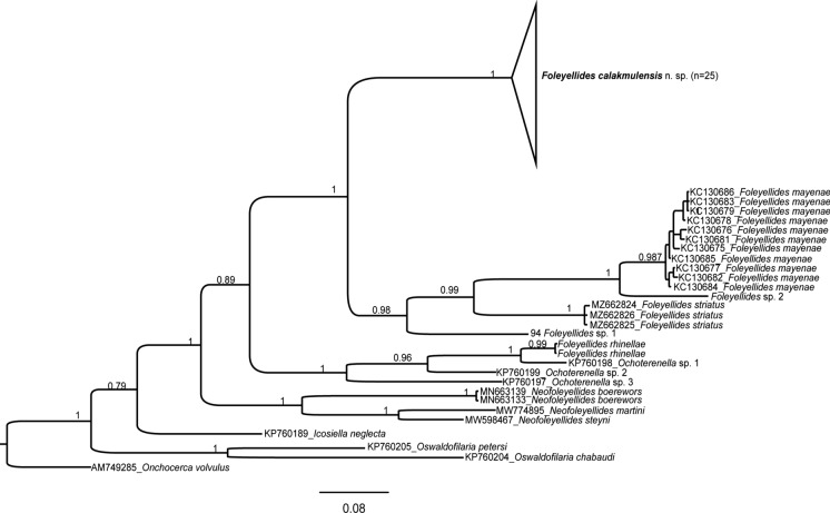 New species of Foleyellides (Nematoda: Onchocercidae: Waltonellinae), parasite of Lithobates brownorum (Amphibia: Ranidae) from South-eastern Mexico and genetic barcodes of the Mexican species of the genus.