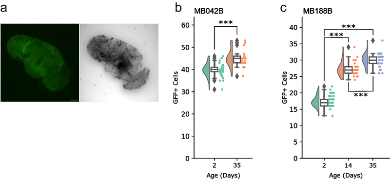 The utility and caveat of split-GAL4s in the study of neurodegeneration.