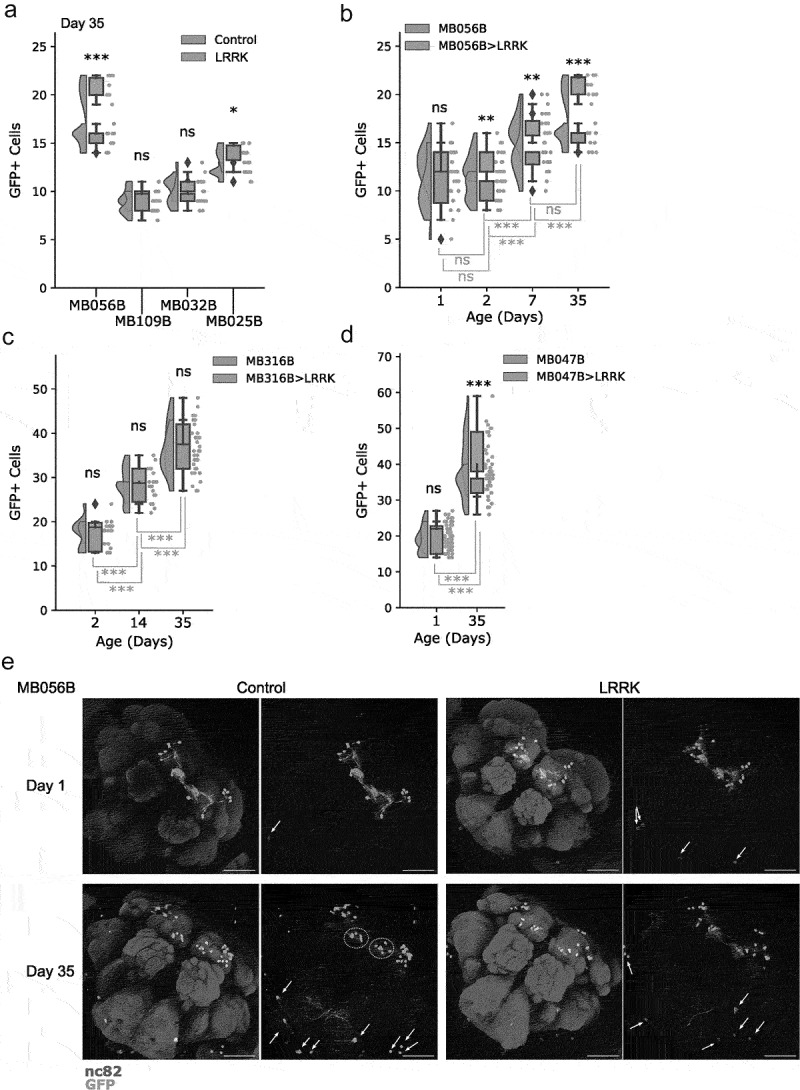 The utility and caveat of split-GAL4s in the study of neurodegeneration.