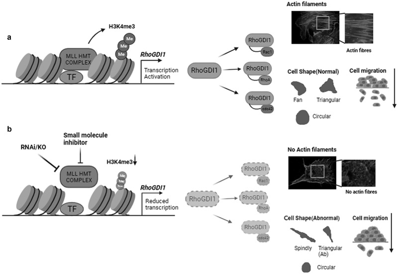 To stay in shape and keep moving: MLL emerges as a new transcriptional regulator of Rho GTPases.