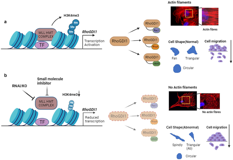 To stay in shape and keep moving: MLL emerges as a new transcriptional regulator of Rho GTPases.