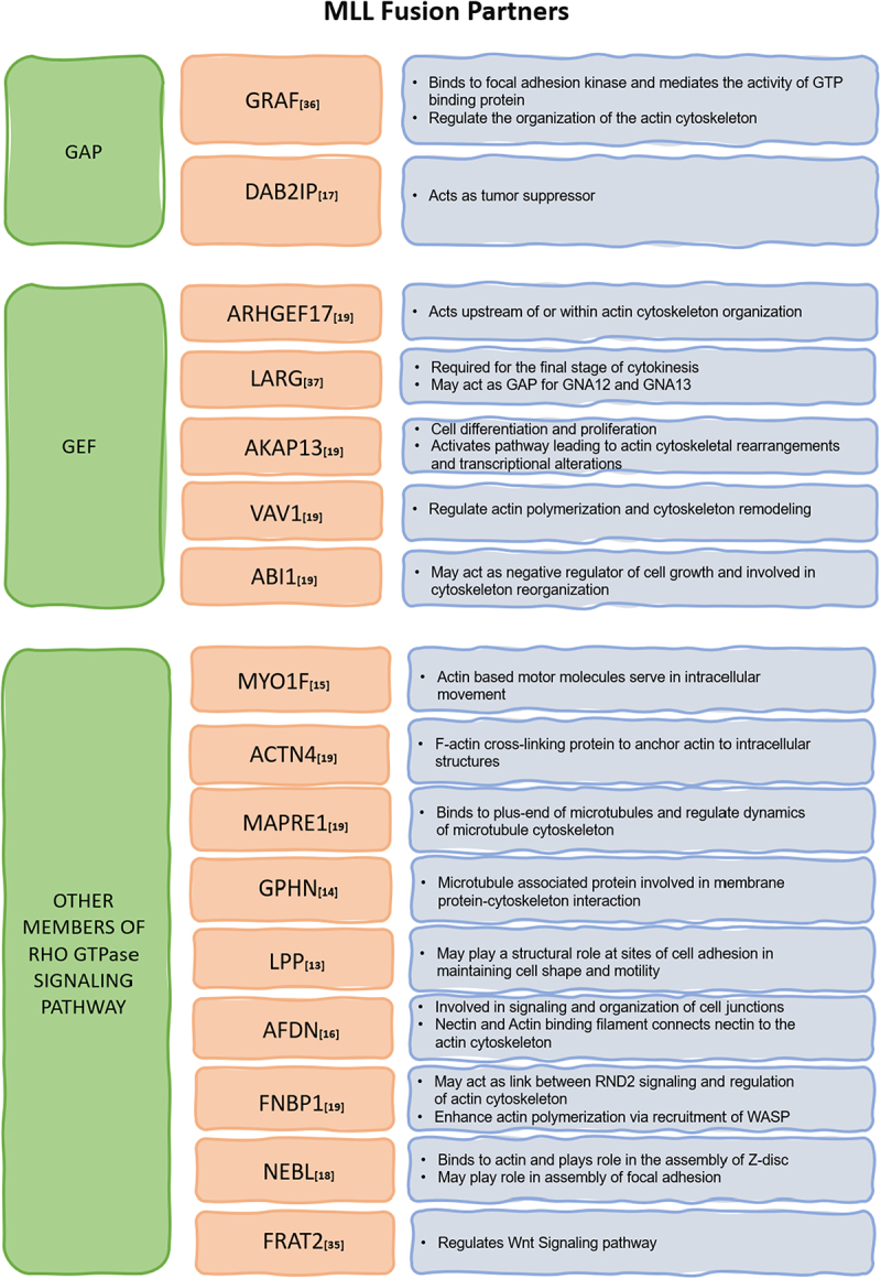 To stay in shape and keep moving: MLL emerges as a new transcriptional regulator of Rho GTPases.