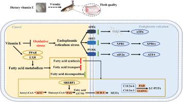 The role of vitamin E in polyunsaturated fatty acid synthesis and alleviating endoplasmic reticulum stress in sub-adult grass carp (Ctenopharyngodon idella)