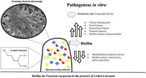 Detection of 2-ethyl-1-hexanol and its modulating effect in biofilm of Fusarium oxysporum.