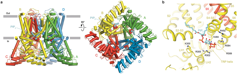 Molecular pharmacology of the onco-TRP channel TRPV6.