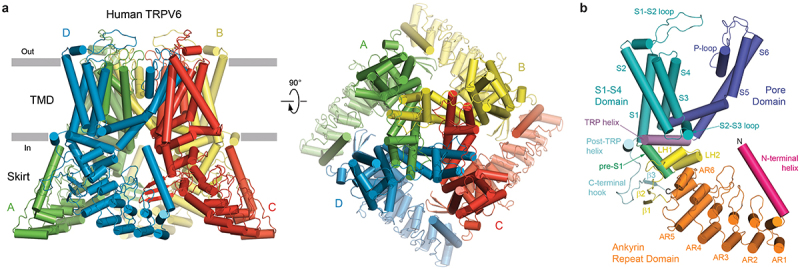 Molecular pharmacology of the onco-TRP channel TRPV6.