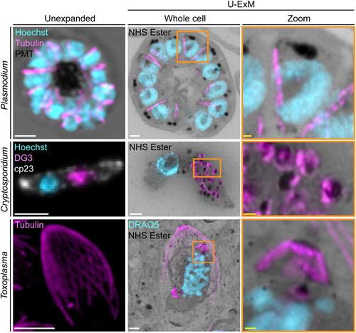 Expansion microscopy of apicomplexan parasites.