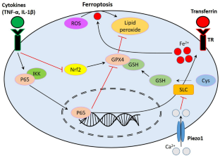 The Role of Ferroptosis in the Pathogenesis of Osteoarthritis.