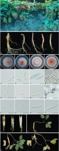 First report of ginseng root rot caused by Fusarium subglutinans