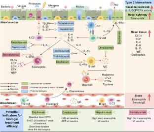 Type 2 Biomarkers for the Indication and Response to Biologics in CRSwNP.