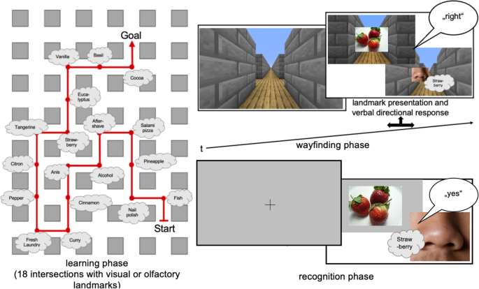 Memory effects of visual and olfactory landmark information in human wayfinding.