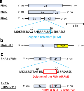 Artificial coat protein variants of cucumber mosaic virus induce enhanced resistance upon recognition by an R gene