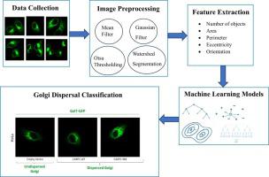 Quantification of golgi dispersal and classification using machine learning models