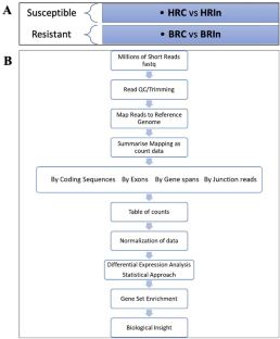 Transcriptomic Profiling of Resistant and Susceptible Rice Cultivar Blast Resistance Genes During Magnaporthe oryzae Infection