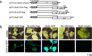 Monitoring systemic infection by cucumber mosaic virus using a small fluorescent protein iLOV in plants