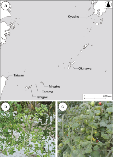 Lisianthus enation leaf curl virus, a begomovirus new to Japan, is more virulent than the prevalent tomato yellow leaf curl virus in Ty-gene-mediated resistant tomato cultivars