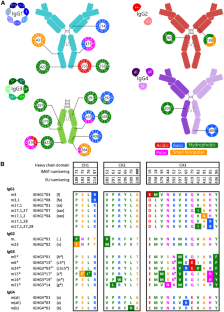 Functional consequences of allotypic polymorphisms in human immunoglobulin G subclasses.