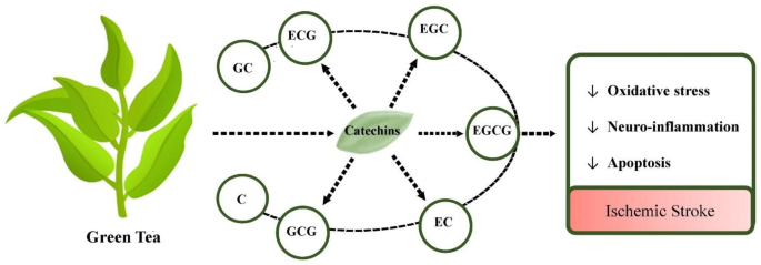 Therapeutic potentialities of green tea (Camellia sinensis) in ischemic stroke: biochemical and molecular evidence.