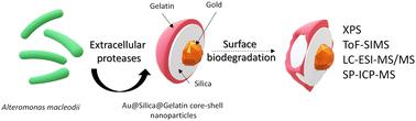 A multi-technique analysis of gelatin biodegradation on the surface of core–shell nanoparticles by Alteromonas macleodii extracellular proteases†
