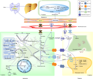 Potential novel mechanism of selenium on cognition.