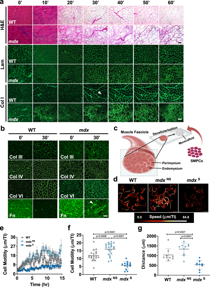 Myoscaffolds reveal laminin scarring is detrimental for stem cell function while sarcospan induces compensatory fibrosis.