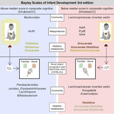 Infant gut microbiota contributes to cognitive performance in mice.