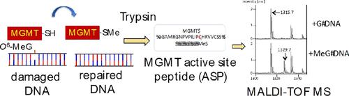Mass Spectrometric Analysis of the Active Site Tryptic Peptide of Recombinant O6-Methylguanine-DNA Methyltransferase Following Incubation with Human Colorectal DNA Reveals the Presence of an O6-Alkylguanine Adductome