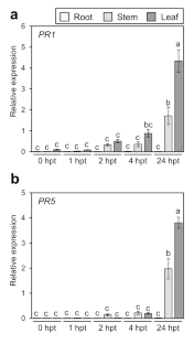 Translocation of acibenzolar, an active metabolic substance of acibenzolar-S-methyl, to distal leaves in cabbage and Japanese radish