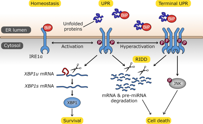 Dual RNase activity of IRE1 as a target for anticancer therapies.