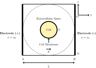 Enhanced Drug Uptake on Application of Electroporation in a Single-Cell Model.