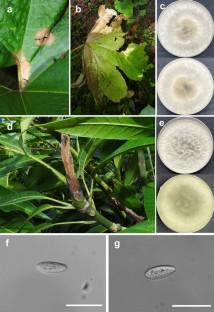 Leaf blight of rice-paper plant, Tetrapanax papyrifer, caused by Neofusicoccum parvum: a potential source of stem rot diseases of mango and grape