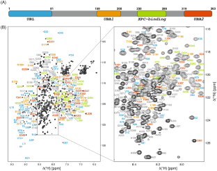 1H, 15N, 13C resonance assignments for proteasome shuttle factor hHR23a