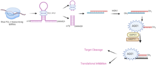 MicroRNA: A Novel Micro-machineries to Target Crop Plants for Tolerance to Temperature Stress