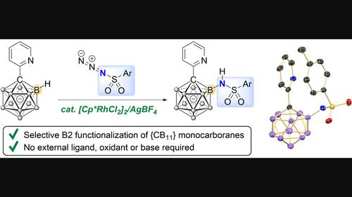 Synthesis of {CB11} Monocarborane Sulfonamides by B2-Selective Rhodium-Catalyzed B−H Activation