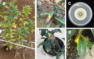 First report of black leaf spot on Atractylodes lancea caused by Alternaria gaisen in Japan