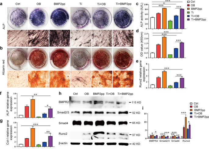 BMP-2 functional polypeptides relieve osteolysis via bi-regulating bone formation and resorption coupled with macrophage polarization.