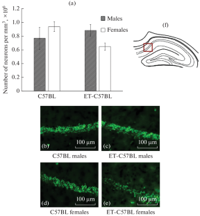 The Effect of In Vitro Culture and Embryo Transfer on Neuronal Density and Neurogenesis in the Brains of C57BL/6J Mice