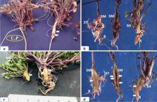 Genotypic characterization of Plasmodiophora brassicae in the paddy-field weed Cardamine occulta and symptomology reveal a distinct pathogen population in Japan