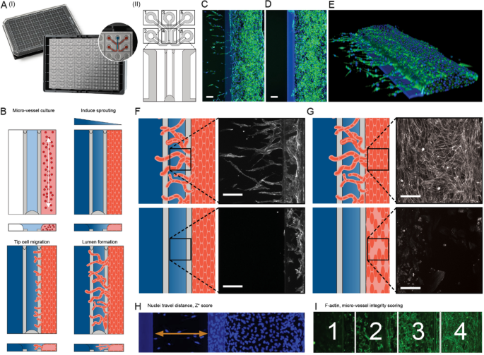 Phenotypic screening in Organ-on-a-Chip systems: a 1537 kinase inhibitor library screen on a 3D angiogenesis assay