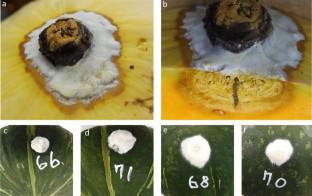 First report of Fusarium ipomoeae and F. citri causing postharvest fruit rot of winter squash (Cucurbita maxima)