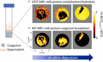 In vitro 1H MT and CEST MRI mapping of gastro-intestinal milk protein breakdown