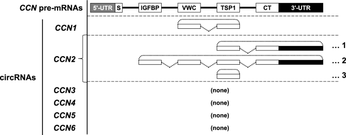 Expression and function of CCN2-derived circRNAs in chondrocytes