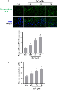 Zinc Overload Induces Damage to H9c2 Cardiomyocyte Through Mitochondrial Dysfunction and ROS-Mediated Mitophagy.